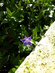 Vinca difformis