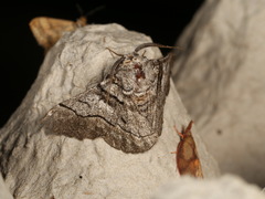 Hypobapta diffundens