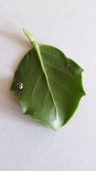 Psyllobora picta
