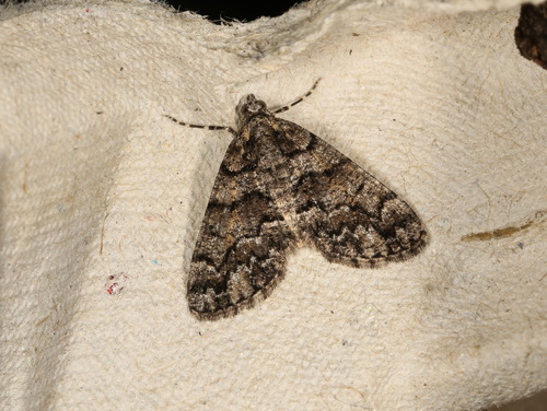 Lipogya exprimataria (Walker, 1862)
