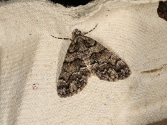 Lipogya exprimataria