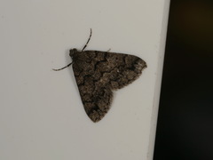 Lipogya exprimataria