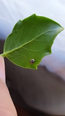 Psyllobora picta