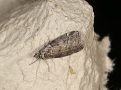 Corula geometroides