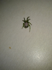 Bijoaraneus praesignis