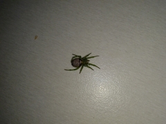 Bijoaraneus praesignis
