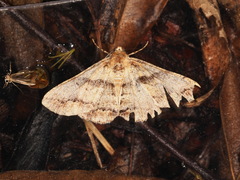 Gastrinodes argoplaca