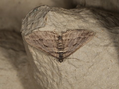 Chrysolarentia severata