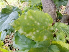 Erysiphe corylacearum