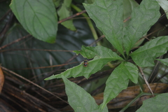 Paratriarius adonis