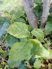 Erysiphe corylacearum