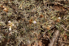 Blepharis diversispina