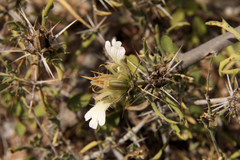 Blepharis diversispina