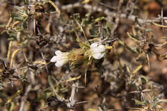 Blepharis diversispina