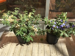 Blepharis diversispina