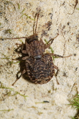 Syrphetodes marginatus
