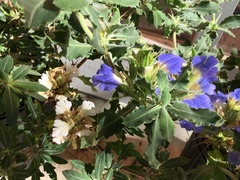 Blepharis diversispina