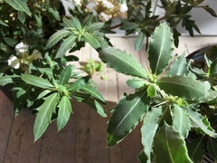 Blepharis diversispina