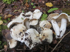 Cortinarius alboaggregatus