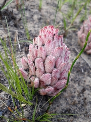 Hyobanche robusta