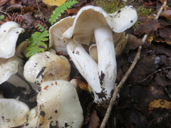 Cortinarius alboaggregatus