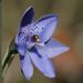 Thelymitra ixioides - Photo 由 Reiner Richter 所上傳的 (c) Reiner Richter，保留部份權利CC BY-NC