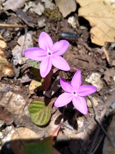 Pseuderanthemum praecox