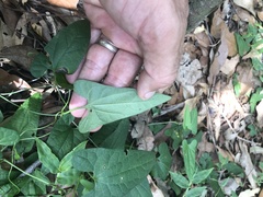 Aristolochia meridionalis