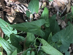 Aristolochia meridionalis