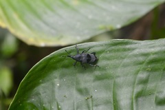 Rhodobaenus nawradii