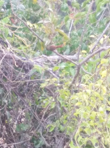 Crested Spinetail (Cranioleuca subcristata), photo 8