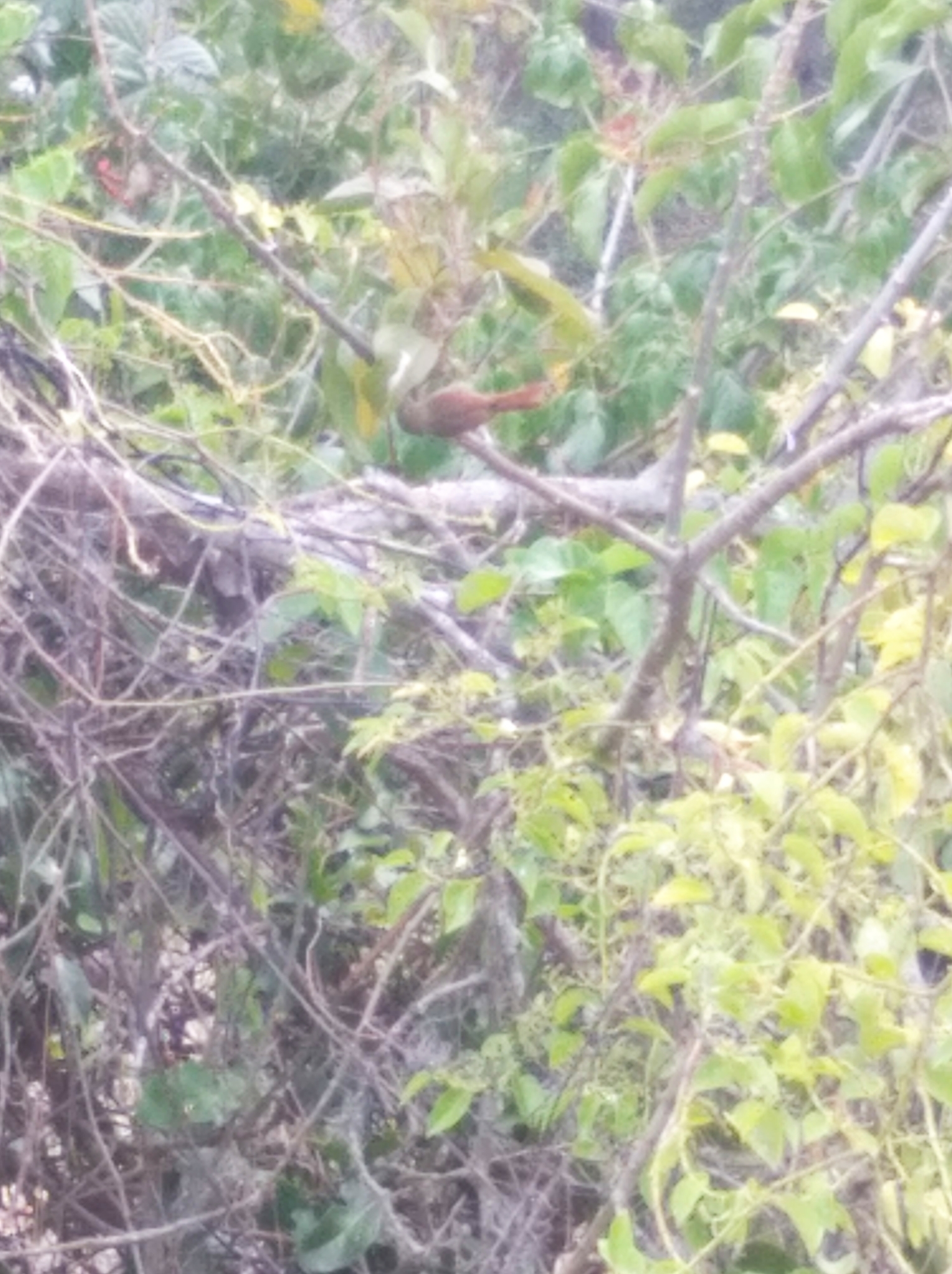 Crested Spinetail (Cranioleuca subcristata), photo 3