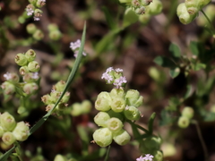 Valerianella vesicaria