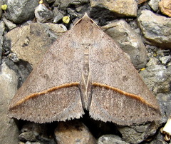 Argyrostrotis flavistriaria