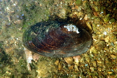 Hyridella australis