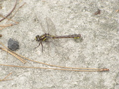 Hylogomphus apomyius