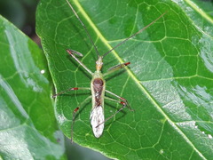 Atopozelus