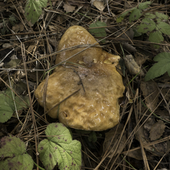 Suillus pseudobrevipes
