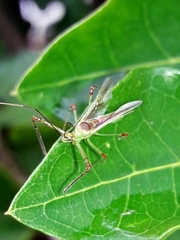 Atopozelus