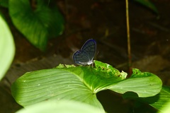 Dulcedo polita