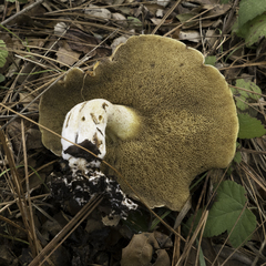 Suillus pseudobrevipes