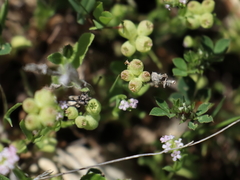 Valerianella vesicaria