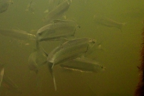 Australian freshwater herring (Potamalosa richmondia) — Clupeidae