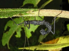 Paranisomorpha
