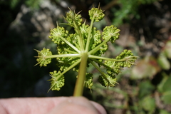 Ligusticum filicinum