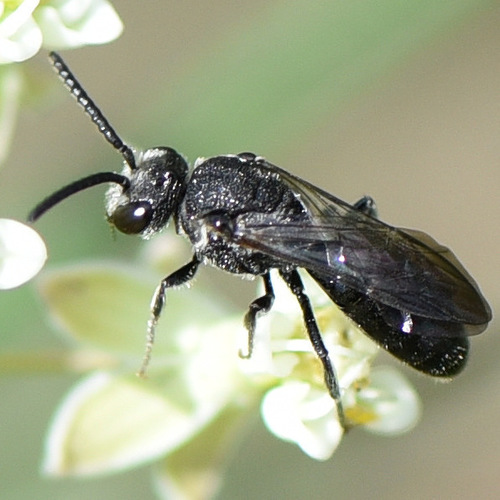 Sphecodes nuotrauka