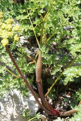 Ligusticum filicinum