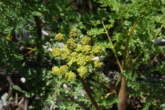 Ligusticum filicinum