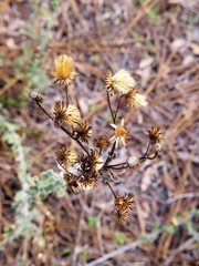 Chrysopsis floridana