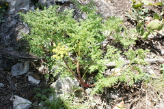 Ligusticum filicinum
